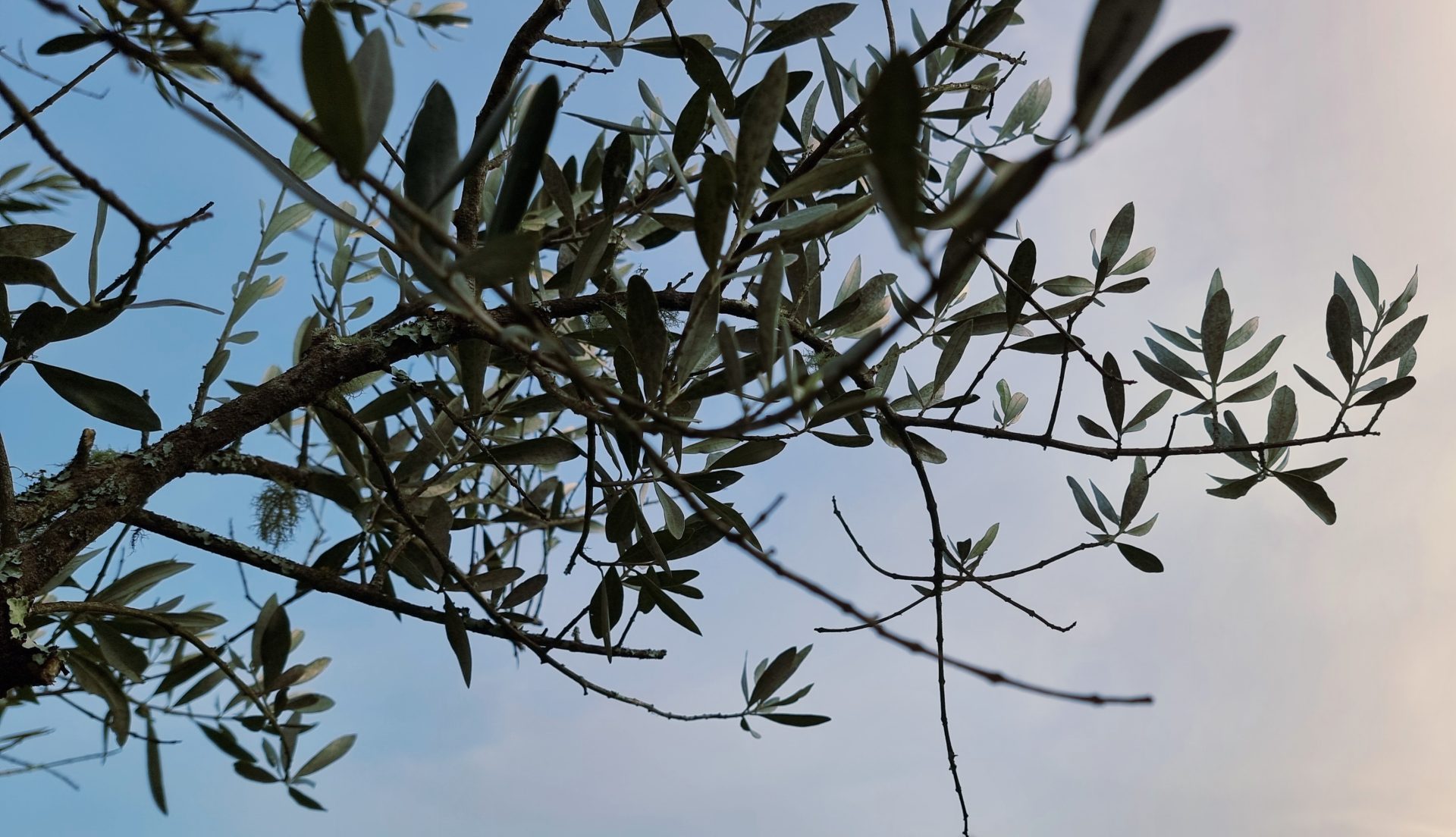 Olivenzweig Portugal