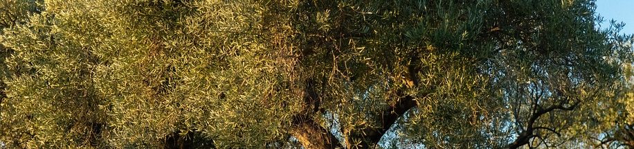 Olivenbaum und Olivenöl Lexikon