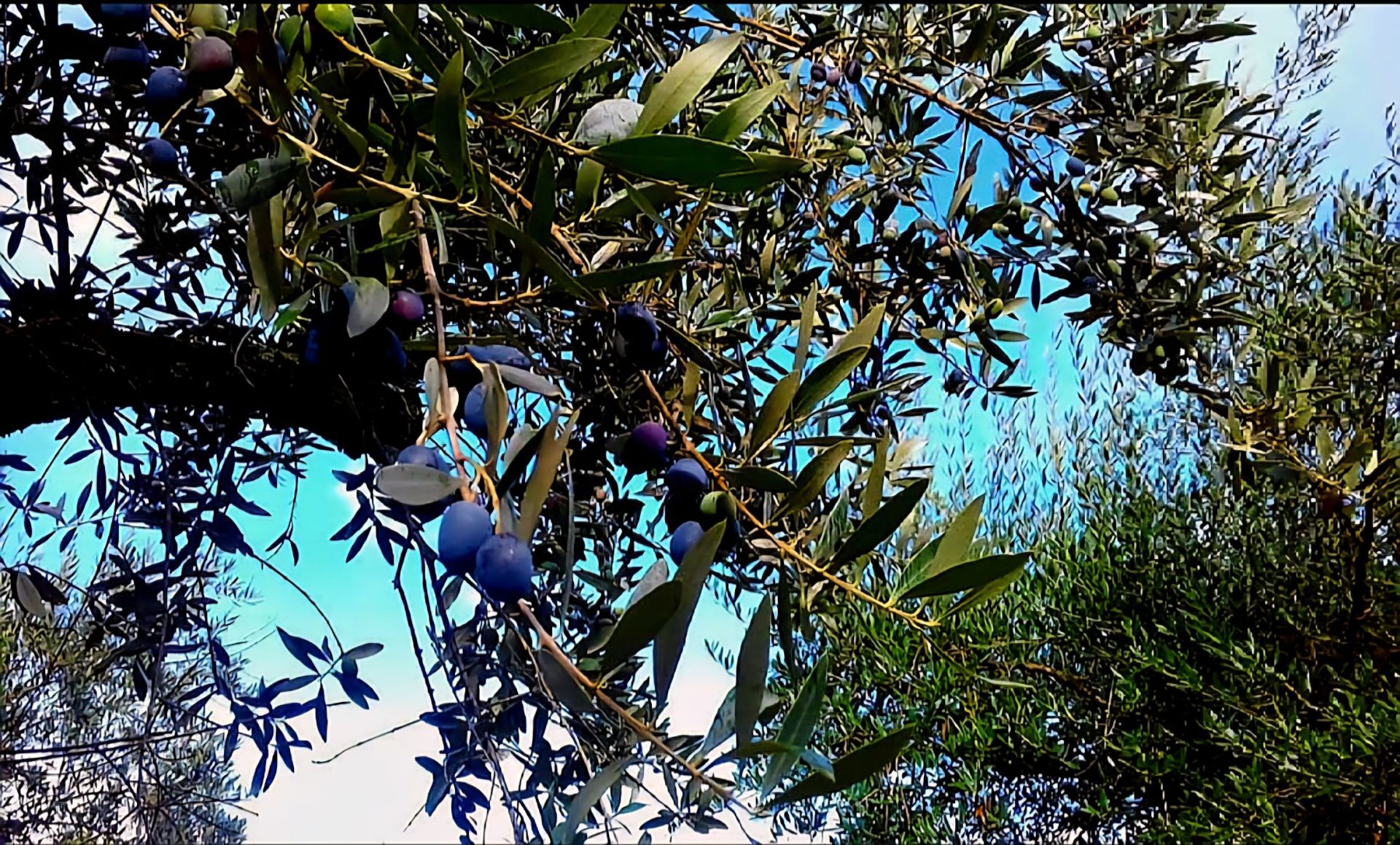 Olivenbaum Portugal Premium