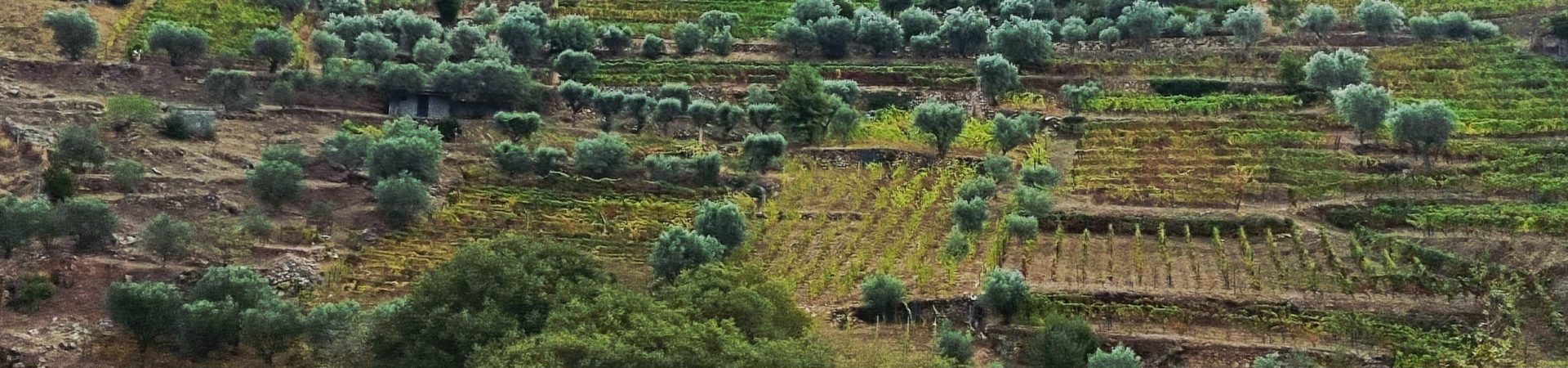 Paisagem típica da natureza original de Portugal