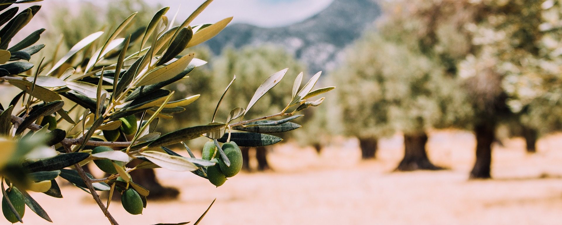 Pitorreske Olivenhain Landschaft im Zentrum Portugal