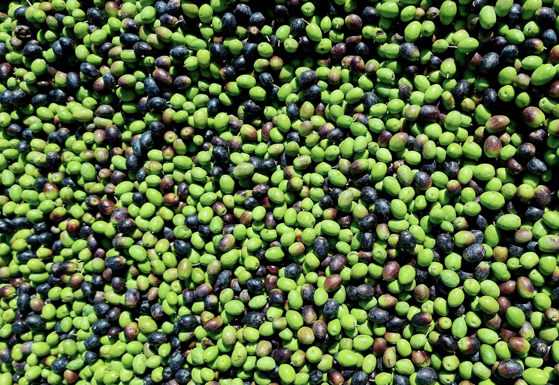 Oliven geerntet